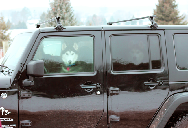 Dog Sledding in Traverse City Michigan. This is a jeep full of huskies