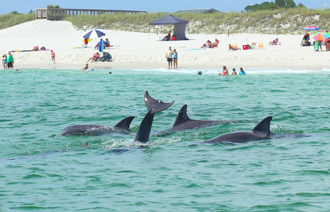 Dolphin and Snorkel Tours Panama City Beach Florida