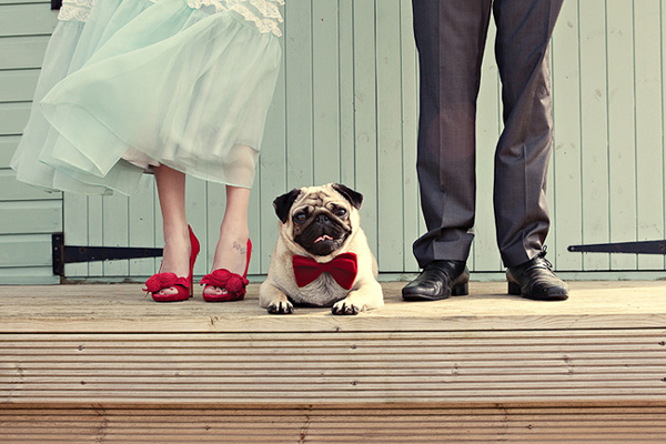 pug-bowtie-wedding