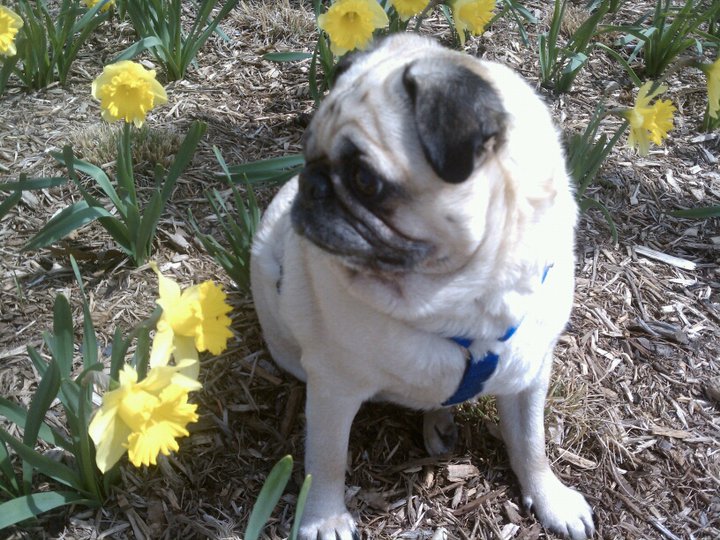 Ralph In Springtime