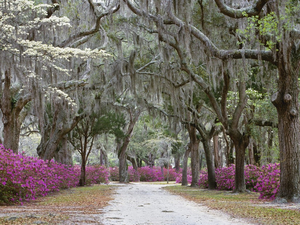 Springtime in Savannah, Georgia