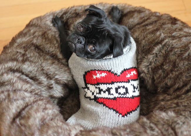 Matilda Pug Loves Mom…or so her sweater says...