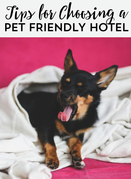 To keep your trip as stress free as possible for yourself, your pets and the other hotel guests, here are some tips on how to pick a dog friendly hotel.